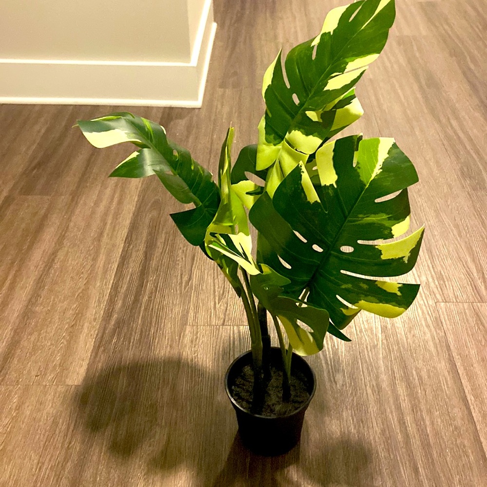 Plastic plant